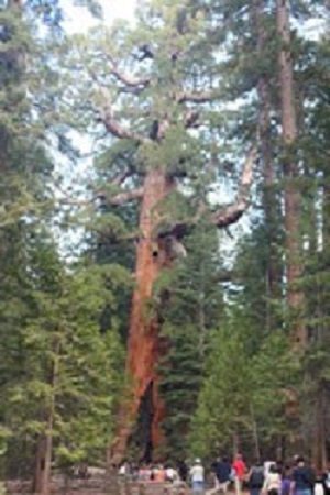 Visitors stand at the base of a sequoia tree Visitors stand at the base of a sequoia tree